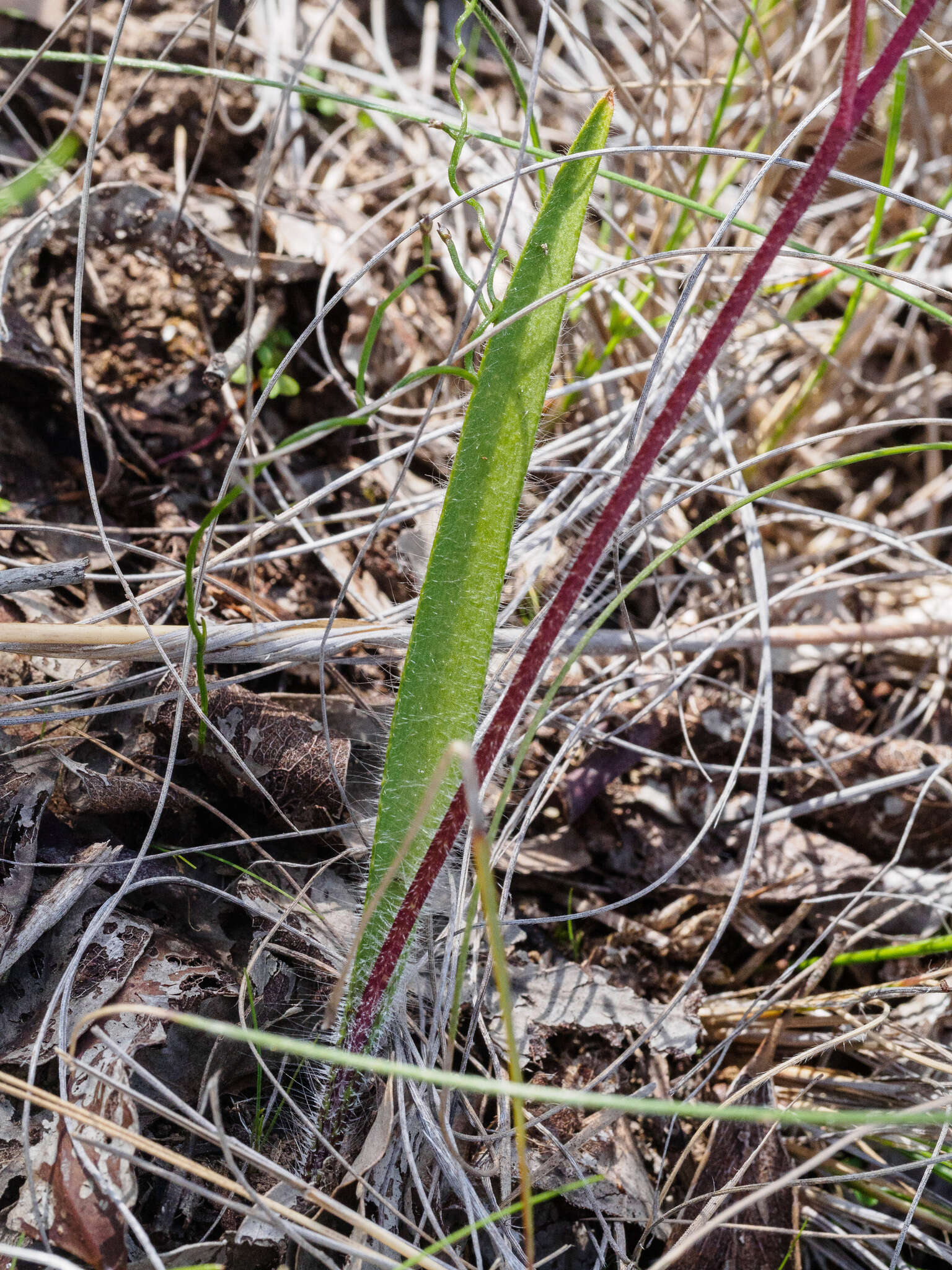 Image of Caladenia clavescens (D. L. Jones) G. N. Backh.