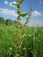 Imagem de Rumex obtusifolius L.