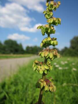 Imagem de Rumex obtusifolius L.