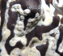 Image of Epizoanthus sabulosus Cutress 1971