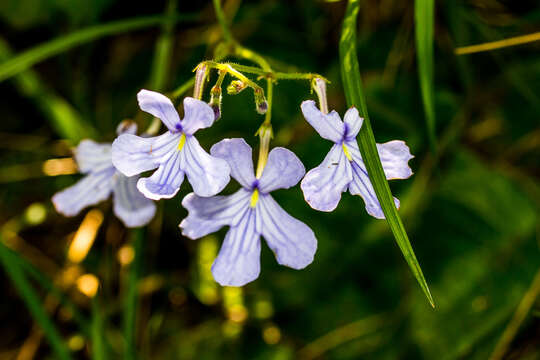 Image of Streptocarpus haygarthii N. E. Brown ex C. B. Clarke