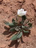 Oenothera cespitosa subsp. navajoensis W. L. Wagner, R. E. Stockhouse & W. M. Klein resmi