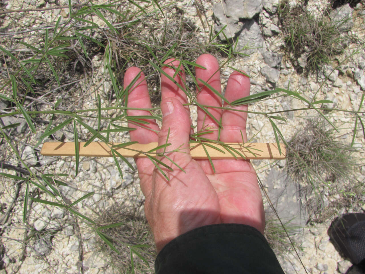 Image of narrowleaf Indian breadroot