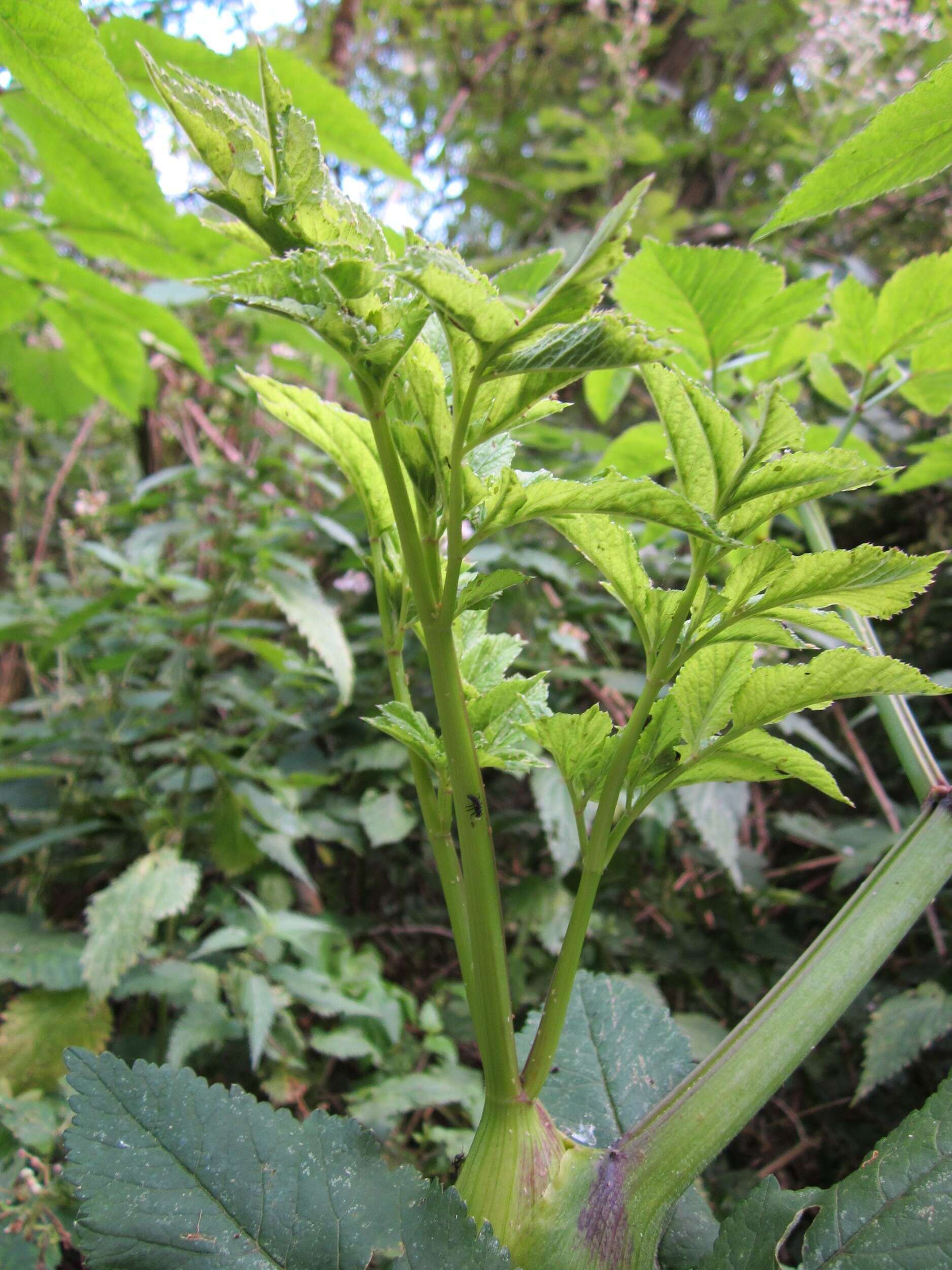 Image of wild angelica