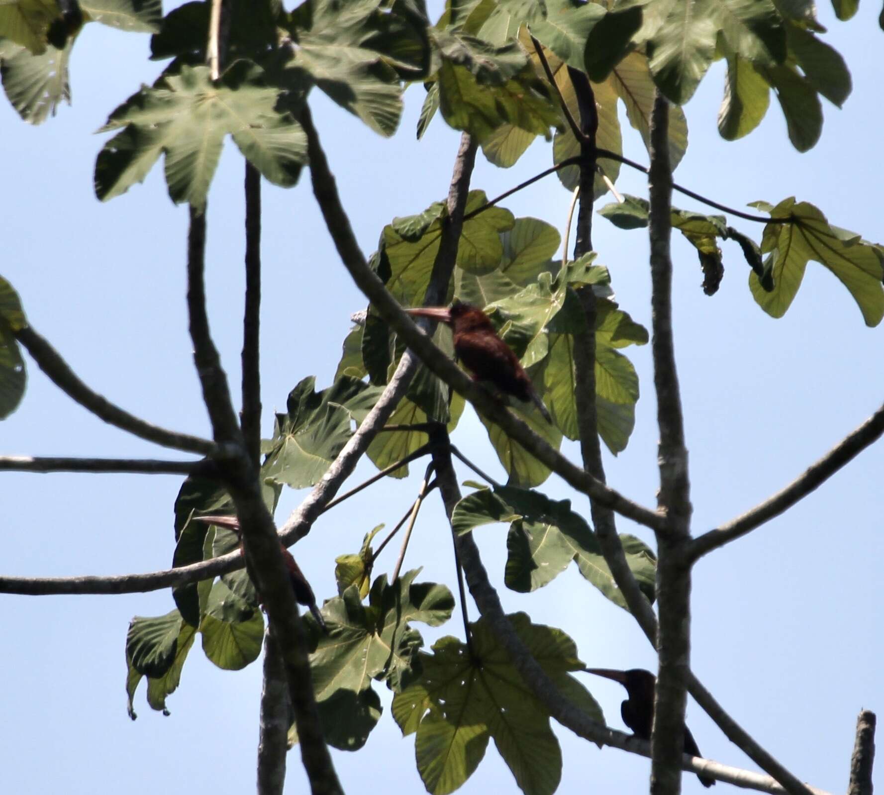 Image of Chestnut Jacamar