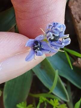 Image de Hyacinthoides lingulata (Poir.) Rothm.