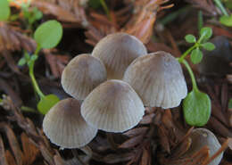 Image of Mycena leptocephala (Pers.) Gillet 1876