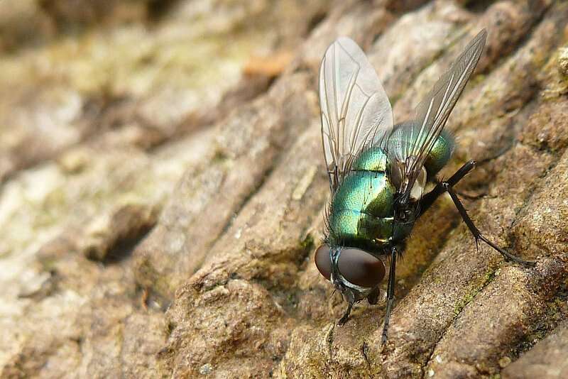 Image of Neomyia viridescens (Robineau-Desvoidy 1830)