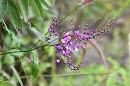 Image of Asemeia floribunda (Benth.) J. F. B. Pastore & J. R. Abbott