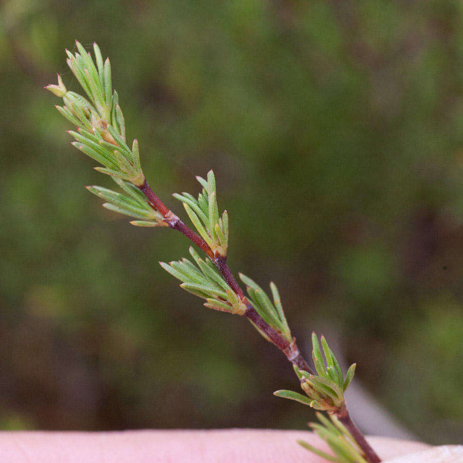 Image of Cliffortia juniperina L. fil.