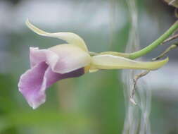 Image de Warczewiczella discolor (Lindl.) Rchb. fil.