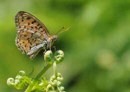 Imagem de Fabriciana niobe Linnaeus 1761