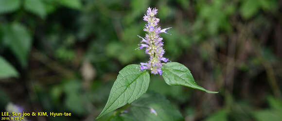 Image of Mint