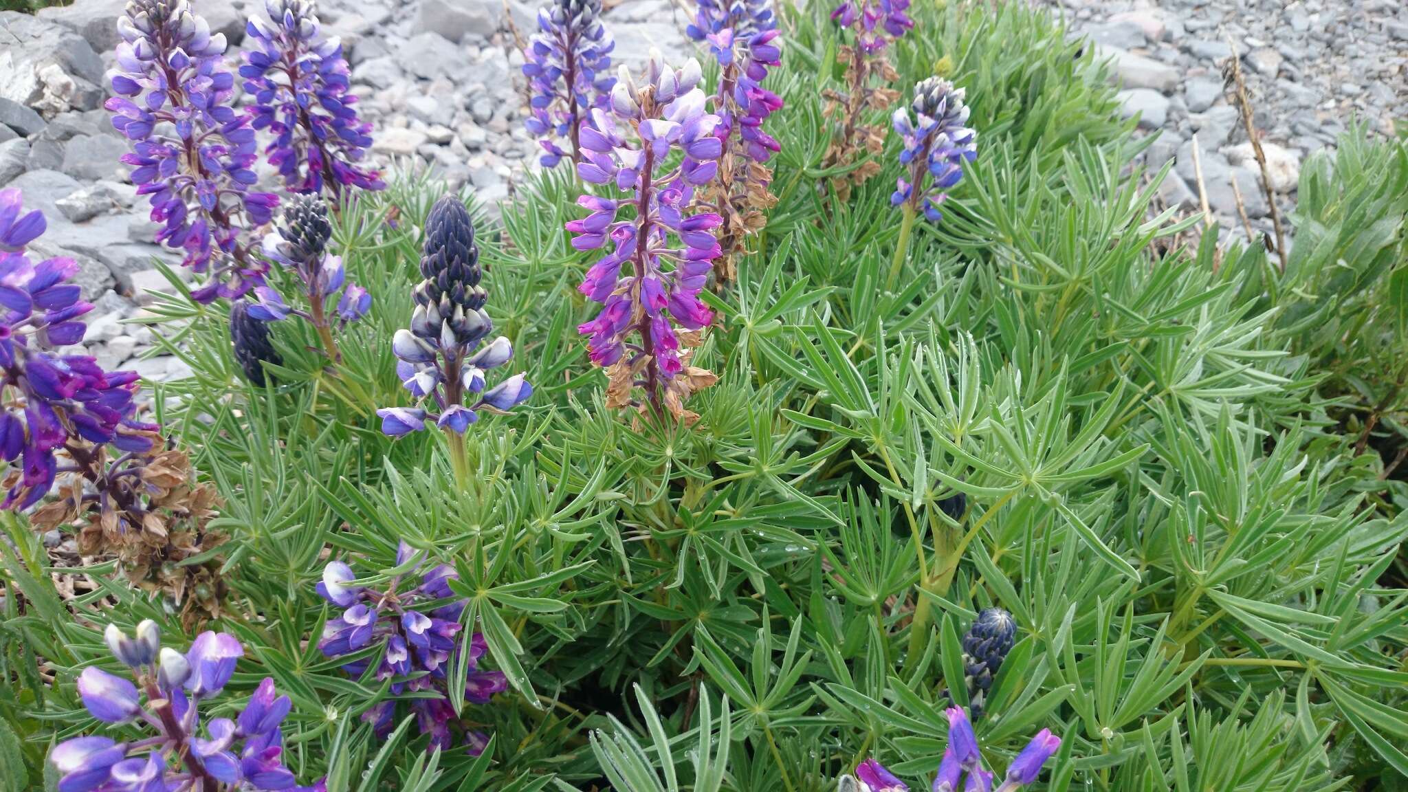 Plancia ëd Lupinus cacuminis Standl.