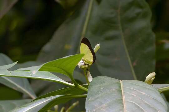 Image de Eurema puella (Boisduval 1832)