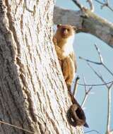 Image of Black-tailed Marmoset