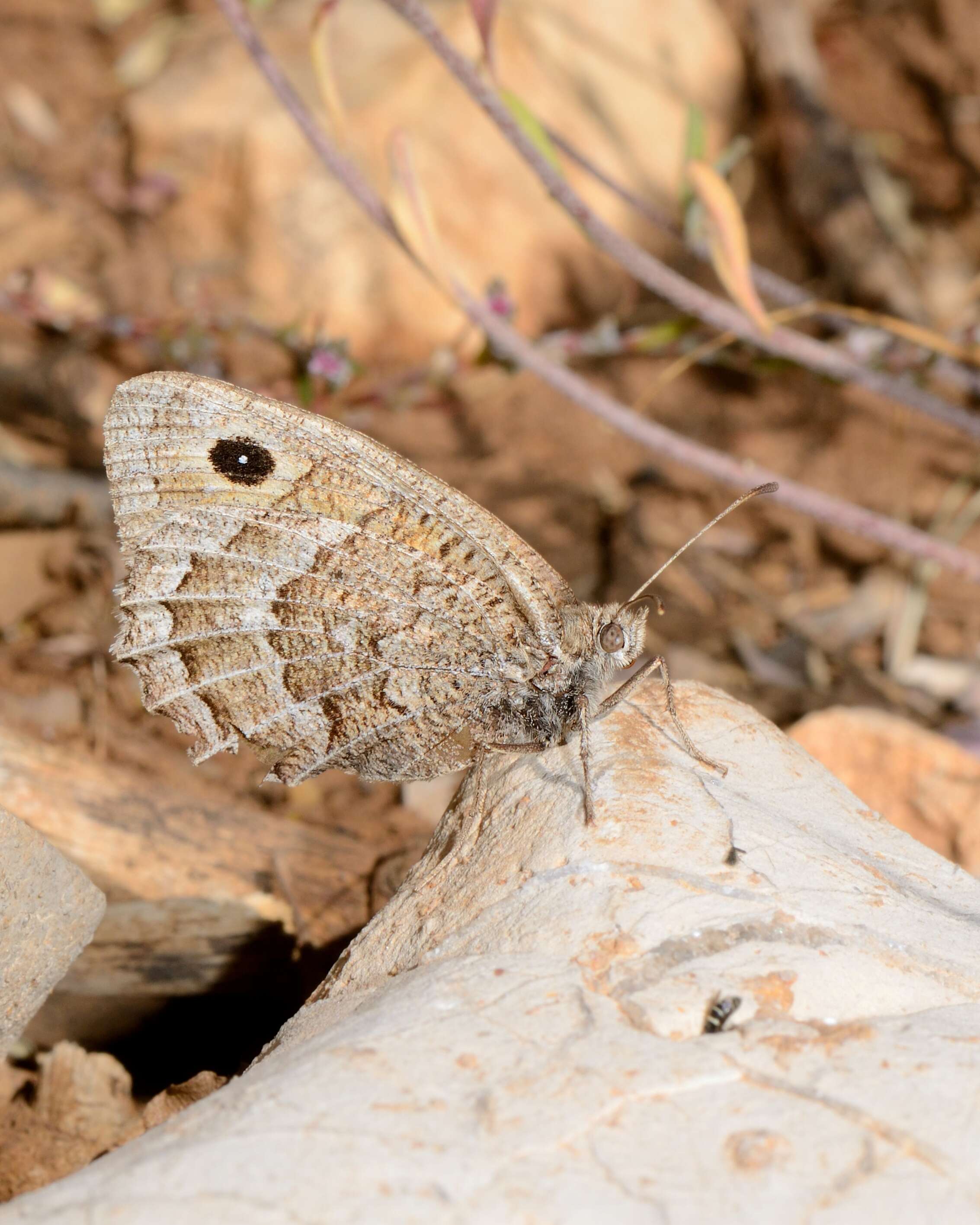 Image of Satyrus ferula