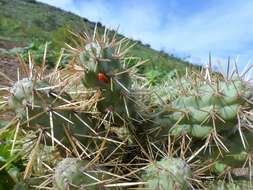 Image of coastal cholla