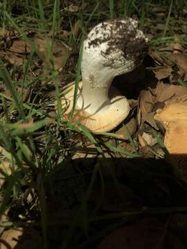 Image of Russula maculata Quél. 1878