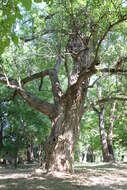 Image of Carolina poplar