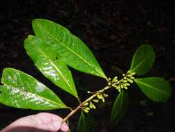 Imagem de Erythroxylum macrophyllum Cav.