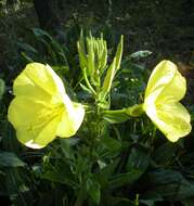 Imagem de Oenothera glazioviana M. Micheli