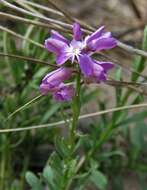 Image of Lewton's milkwort