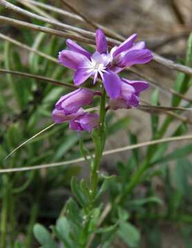 Imagem de Polygala lewtonii Small