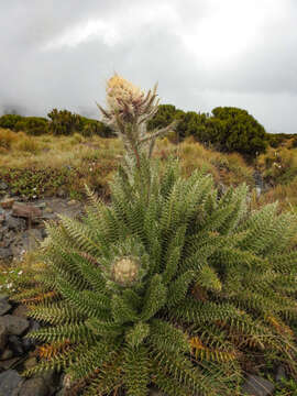 Image of Carduus keniensis R. E. Fr.