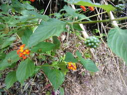 Image of lantana