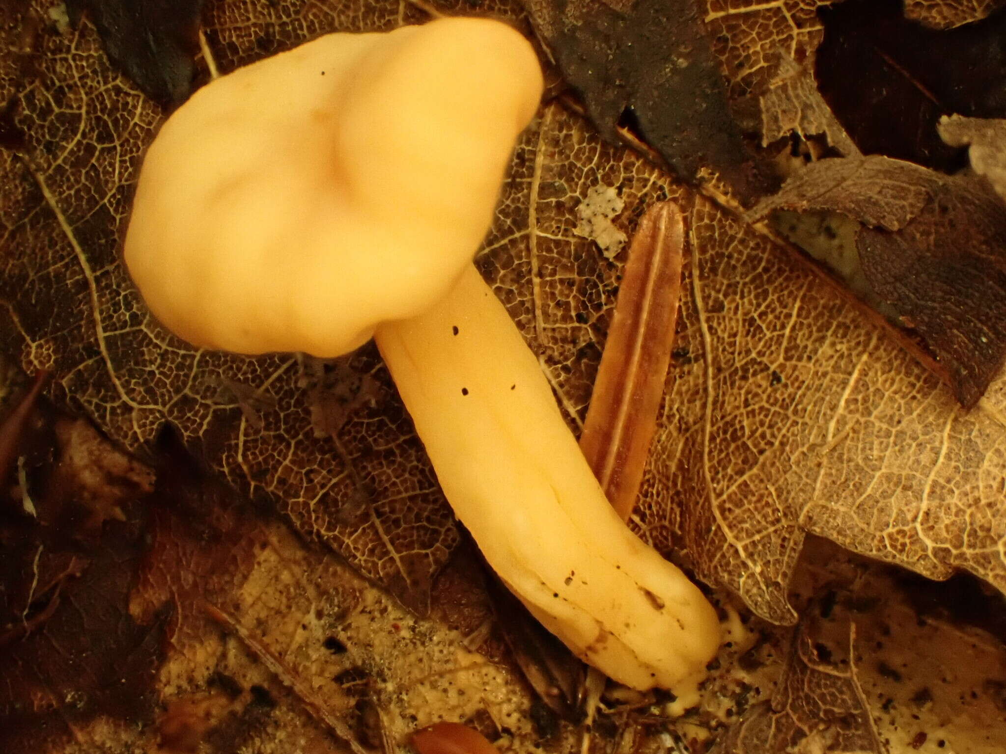 Image of Cudonia lutea (Peck) Sacc. 1885