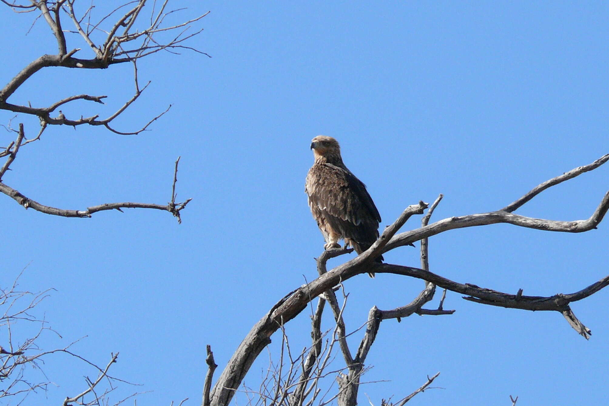 Image of Tawny Eagle