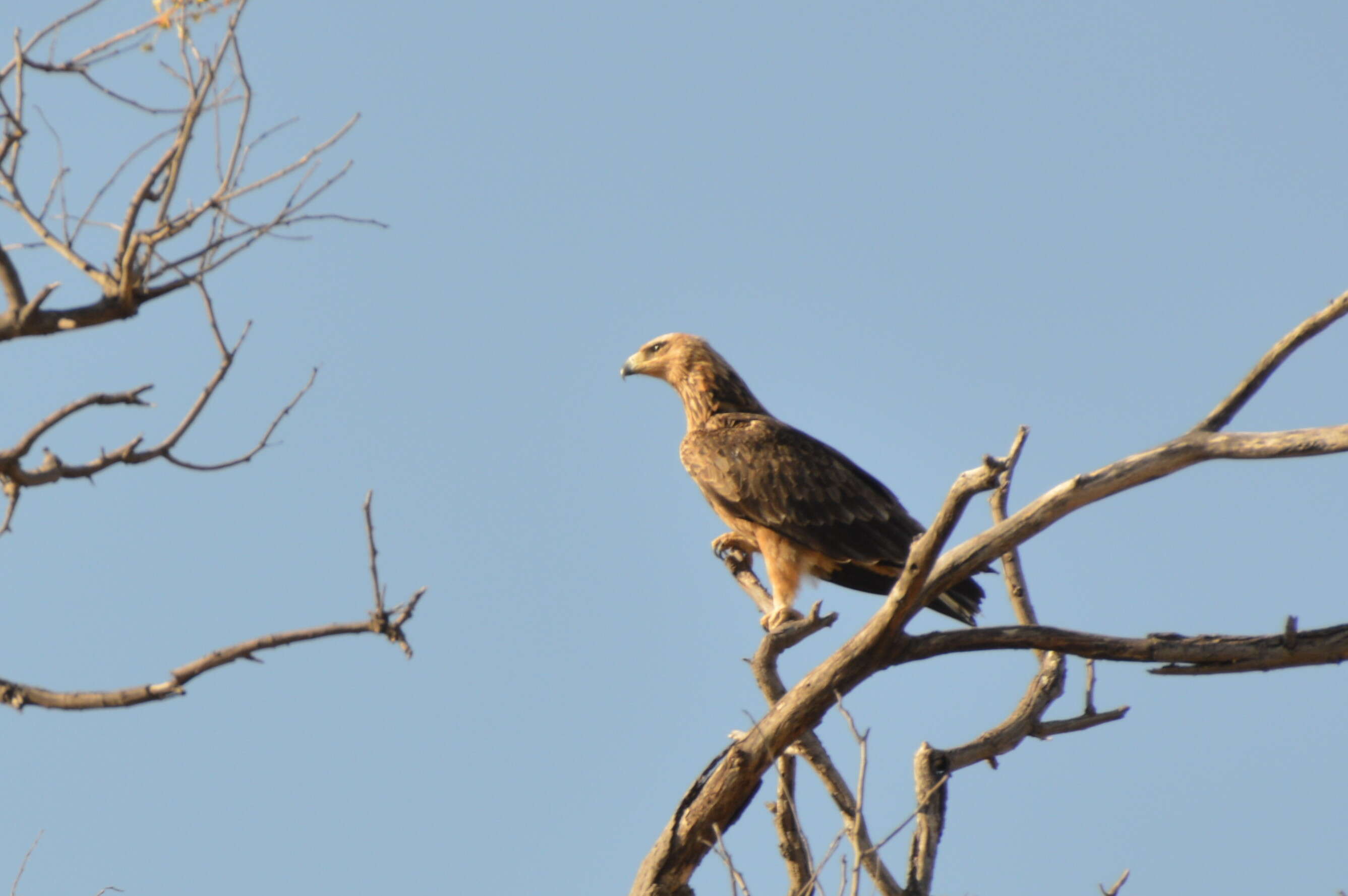 Image of Tawny Eagle