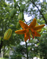 Image of Lilium hansonii Leichtlin ex D. D. T. Moore