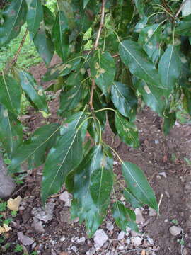 Image of Populus longifolia