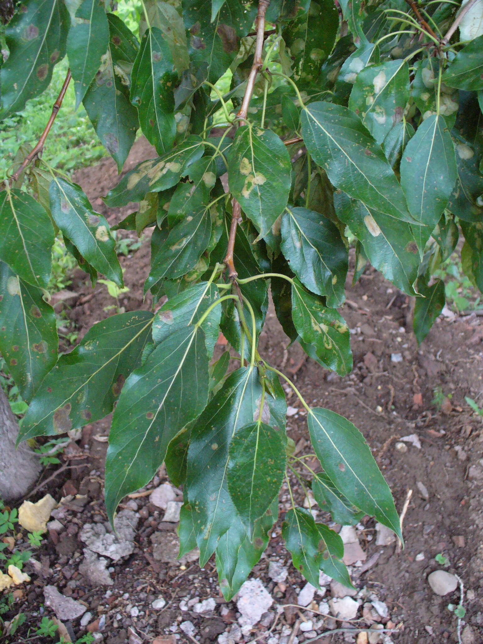 Image of Populus longifolia