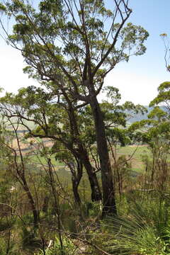 Image of Eucalyptus tindaliae Blakely