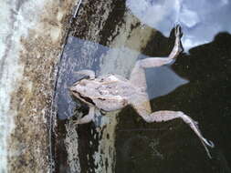 Image of Altai Brown Frog (Altai Mountains Populations)