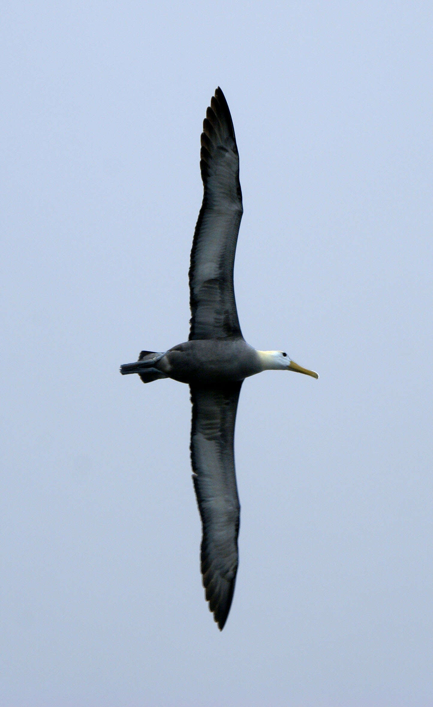 Image of Waved Albatross