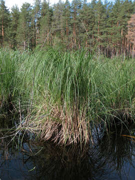 Image of Carex elata subsp. omskiana (Meinsh.) Jalas