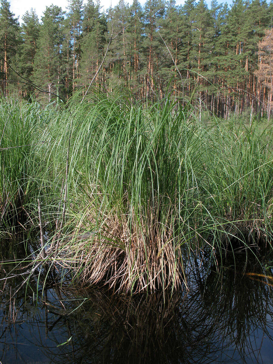 Sivun Carex elata subsp. omskiana (Meinsh.) Jalas kuva