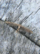 Image of Lantana plume moth