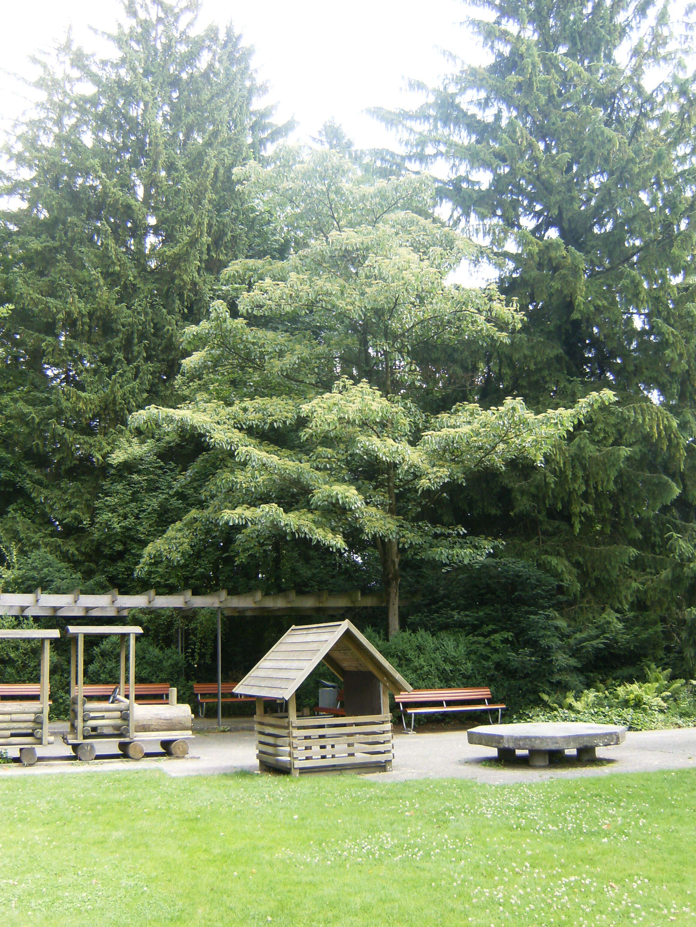 Image of giant dogwood