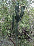 Image of Common Cadelabra tree