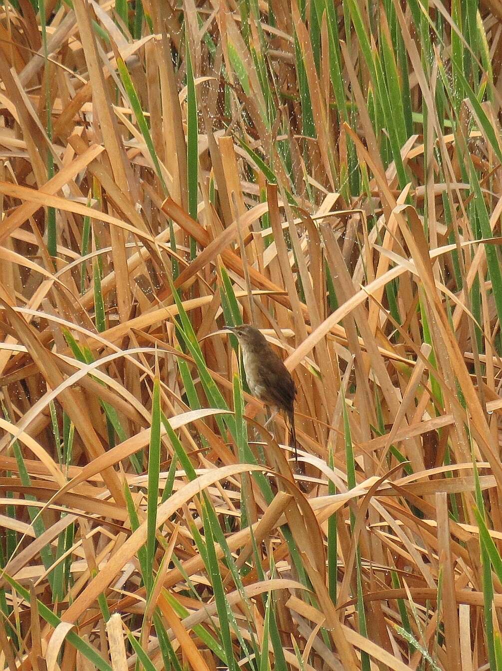 Image of African Bush-Warbler