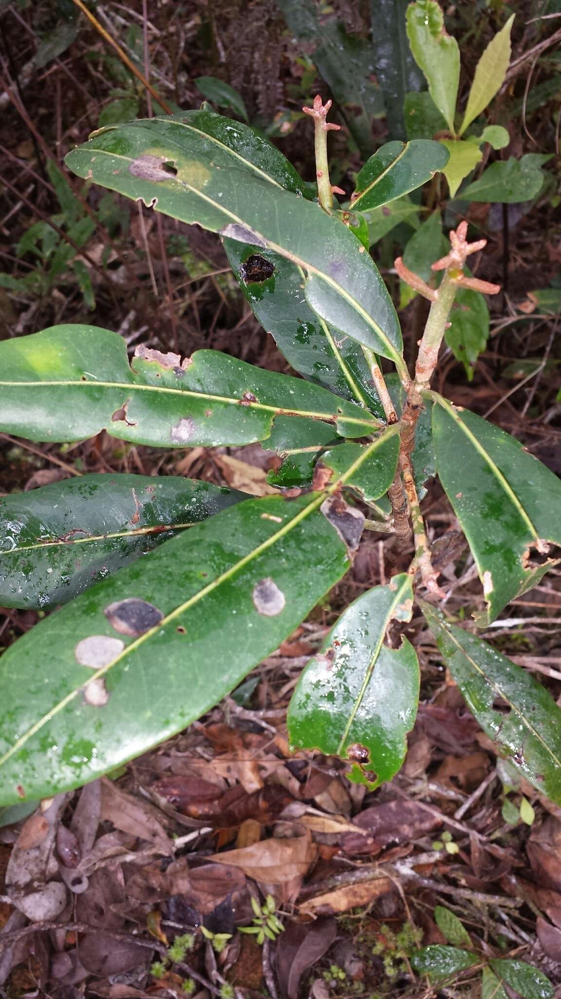 Image of Uapaca densifolia Baker