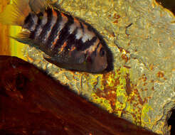 Image of Amatitlán Cichlids