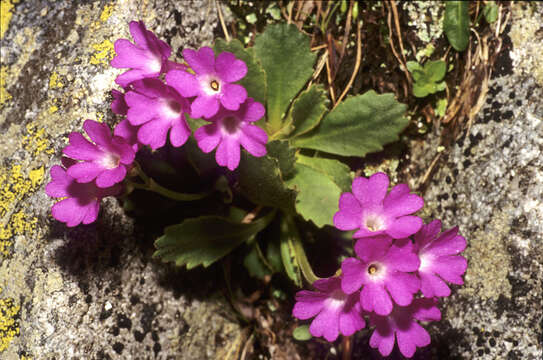 Image of Primula daonensis (Leybold) Leybold