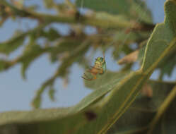 Image of Cucumber green spider