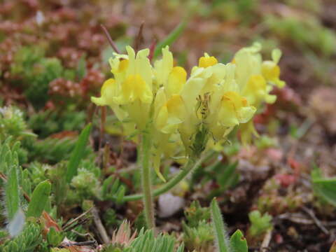 Image of Linaria supina subsp. supina